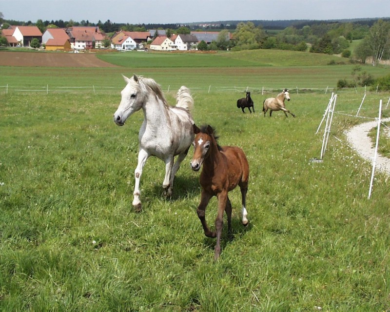 Ernährung - Anweiden