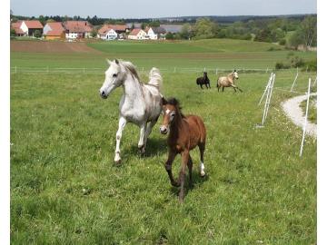 Ernährung - Anweiden